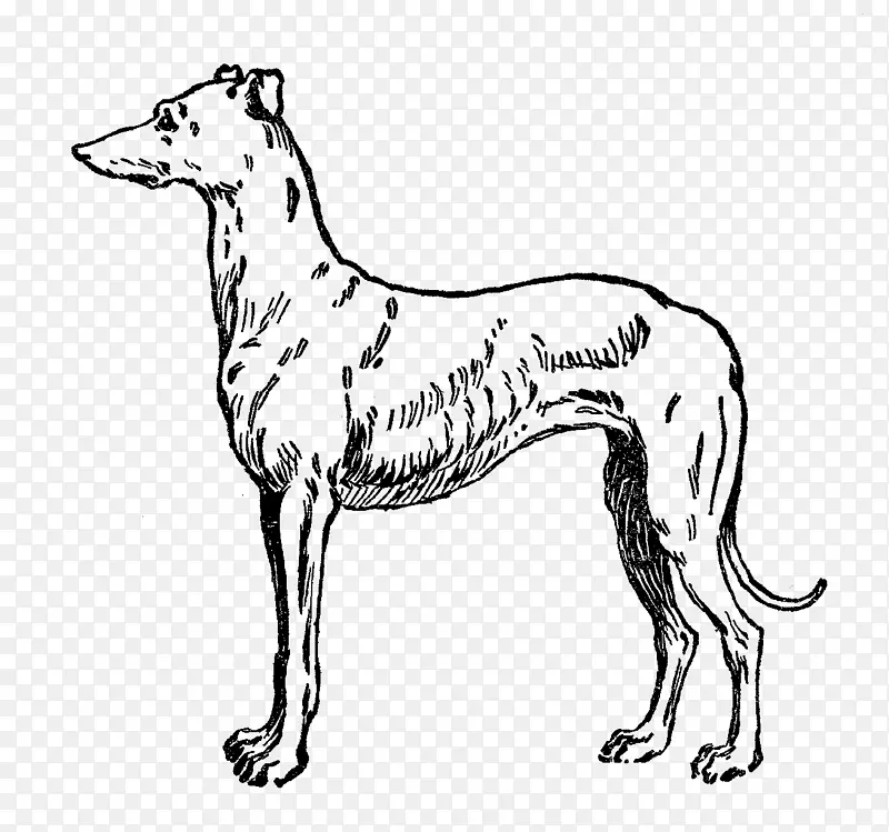 意大利灰猎犬Galgo espaxf1ol无犬种灰狗