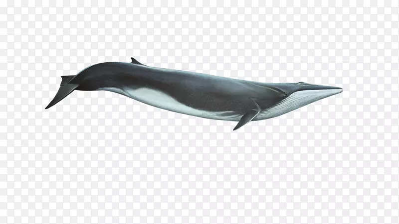 图库溪短喙普通海豚白嘴海豚全海豚鲸鱼