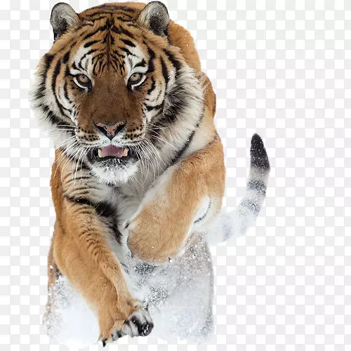 狮子西伯利亚虎引用大猫虎