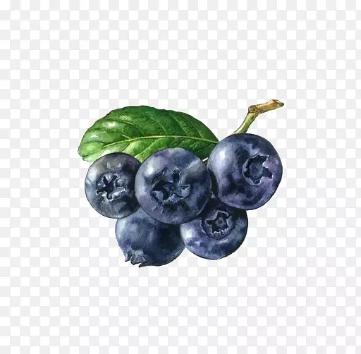 浆果-蓝莓图片材料