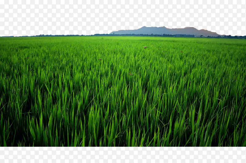水稻-偏远稻田