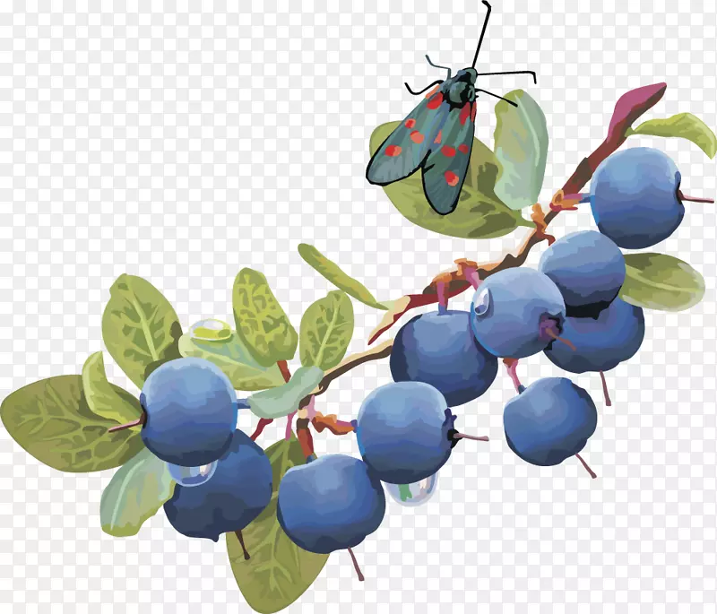 蓝莓剪贴画-灯笼水果蓝莓果实蓝莓