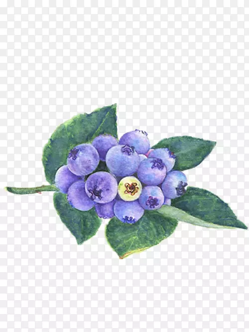 蓝莓水彩画膳食补充剂-美丽的手绘蓝莓