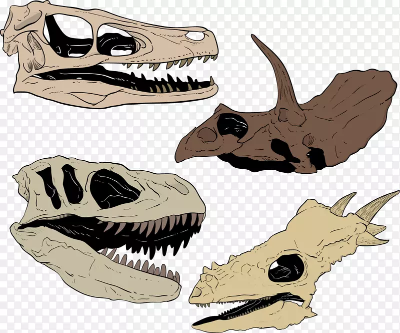 颅骨恐龙土坯插图手绘恐龙头骨