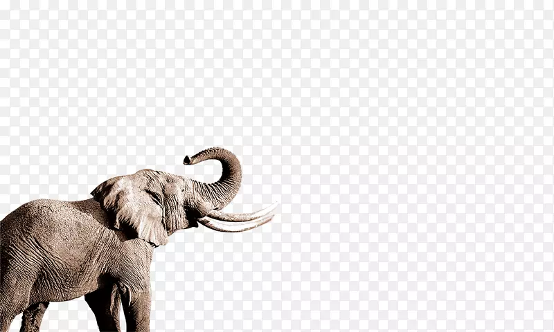 非洲象印度象鼻象