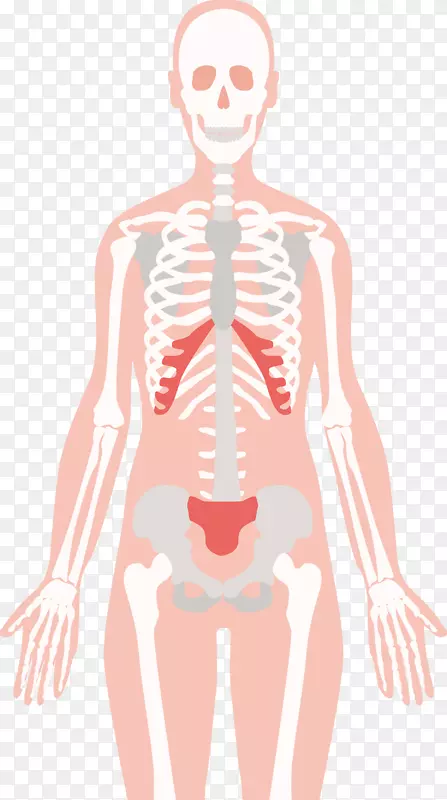 人体骨骼-人体骨骼-人体骨骼设计