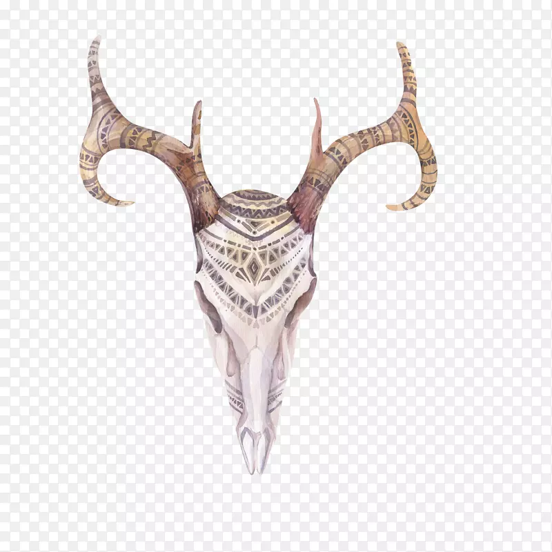 波霍-别致的水彩画头骨羽毛插图.手绘鹿