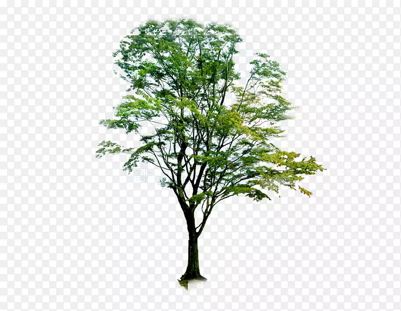 喷嚏树景观-印楝树植物