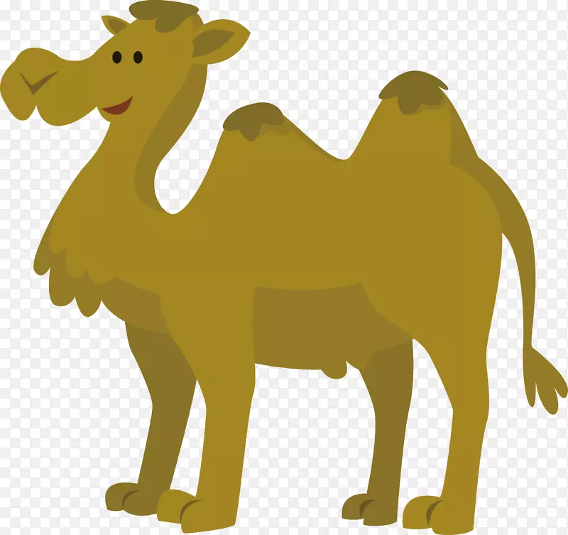 骆驼动画.骆驼动画