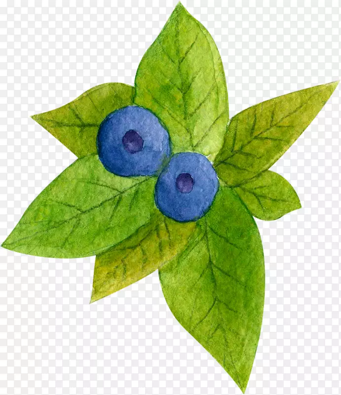 蓝莓茶.手绘蓝莓绿叶