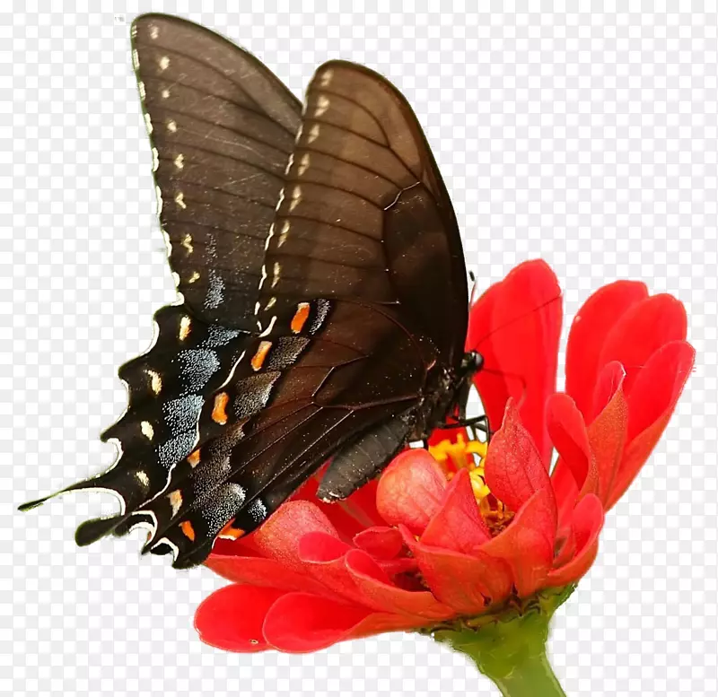 蝴蝶昆虫菊花u8776u604bu82b1-美丽的红色菊花蝴蝶