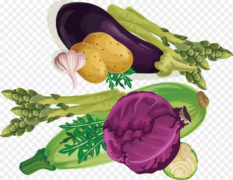 叶菜紫素菜-紫卷心菜