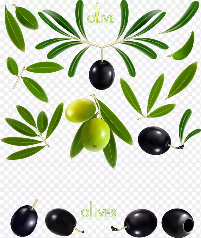 橄榄油橄榄枝-细橄榄和橄榄图案