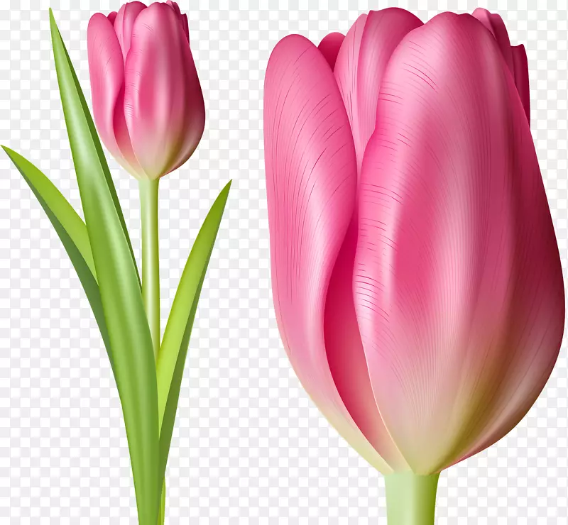 英迪拉甘地纪念郁金香花园郁金香粉红花手绘郁金香