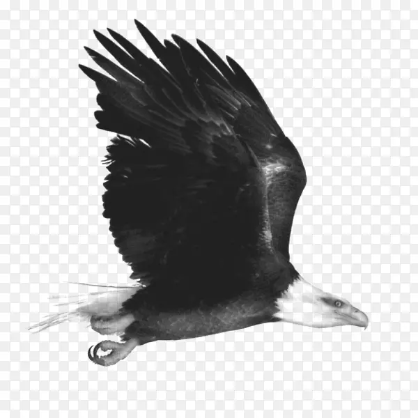 鹰黑白单色动物，鸟，鹰