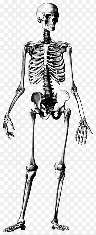 人体骨骼头骨绘制解剖图.骨架框架
