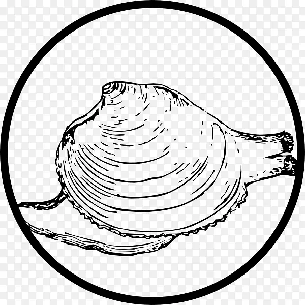 蛤蜊贻贝贝壳插图-贝壳类
