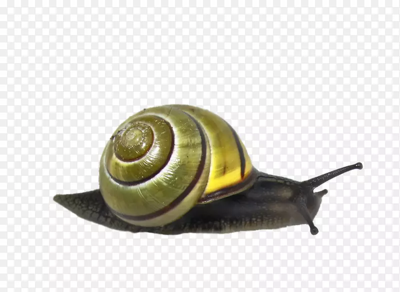 蜗牛动物剪贴画-蜗牛PNG透明图像