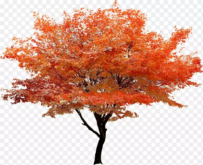 红枫树剪贴画-秋季红树立景