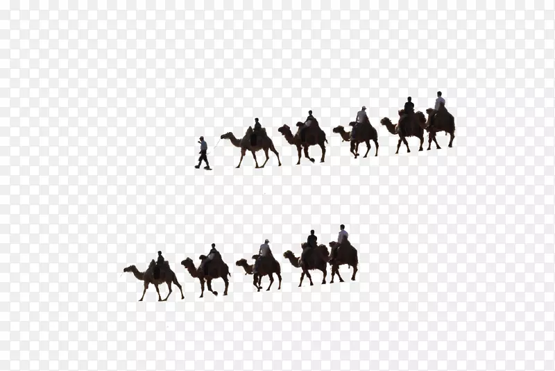 骆驼画卡通-骆驼队