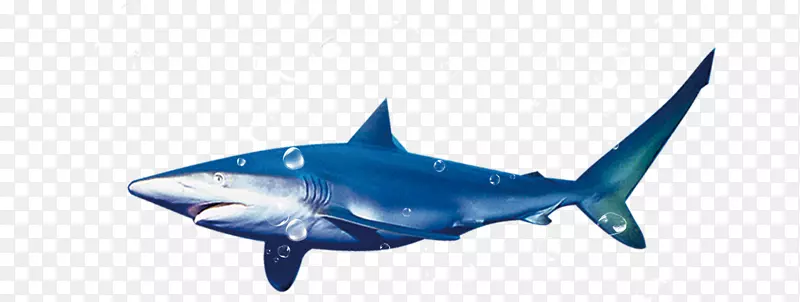 蓝鲨虎鲨