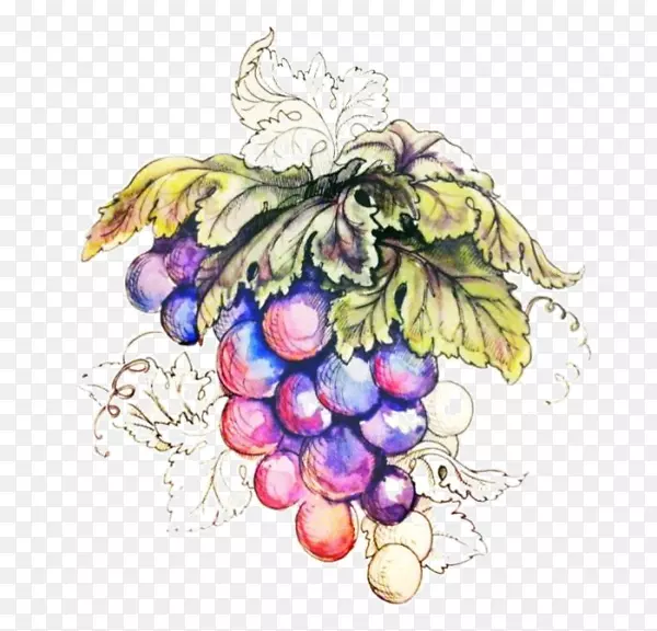 葡萄巨峰-一串手绘葡萄