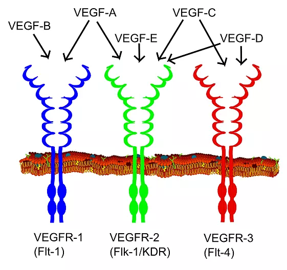 血管内皮生长因子VEGF受体酪氨酸激酶血管生成巨噬细胞