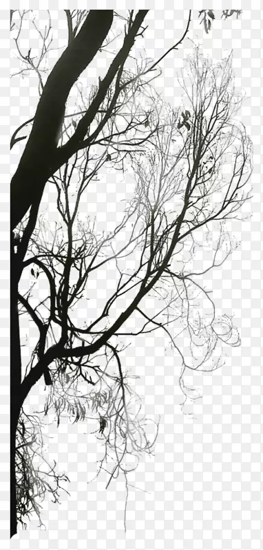 黑白树枝下载树剪影