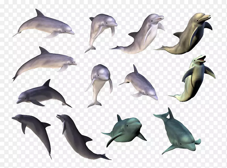 海豚绘画剪贴画-海豚收藏