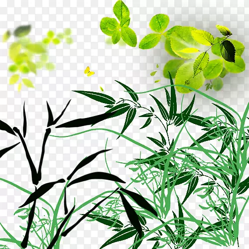 竹草-肉质草