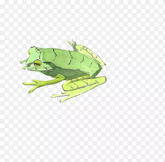 水彩画插图-青蛙
