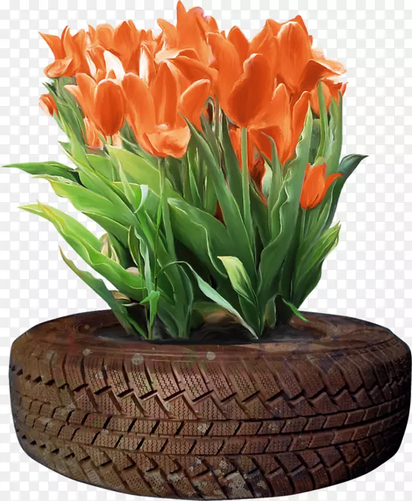郁金香花胎