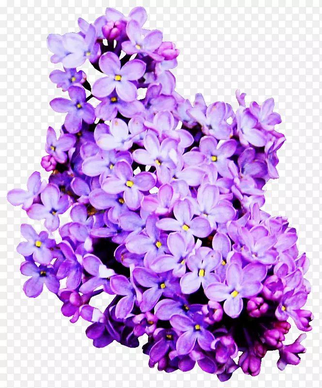 紫丁香剪贴画-紫色薰衣草