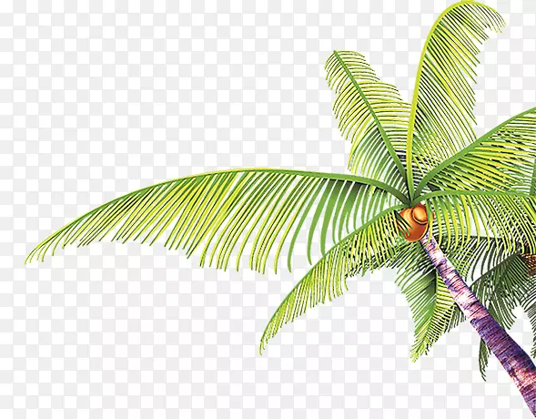 椰子树-槟榔科-椰子树摄影