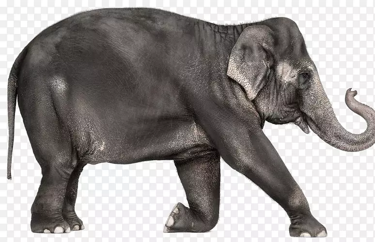 非洲象印度象生物-象