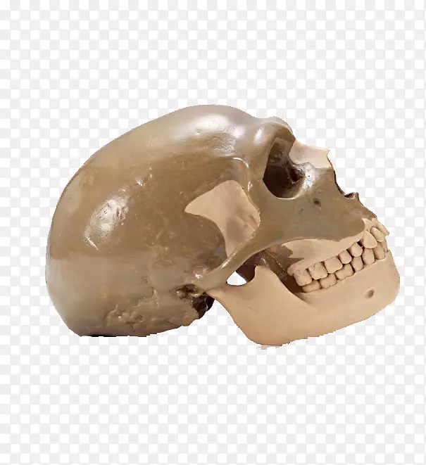 颌骨颅骨人体解剖学牙医-棕色颅骨