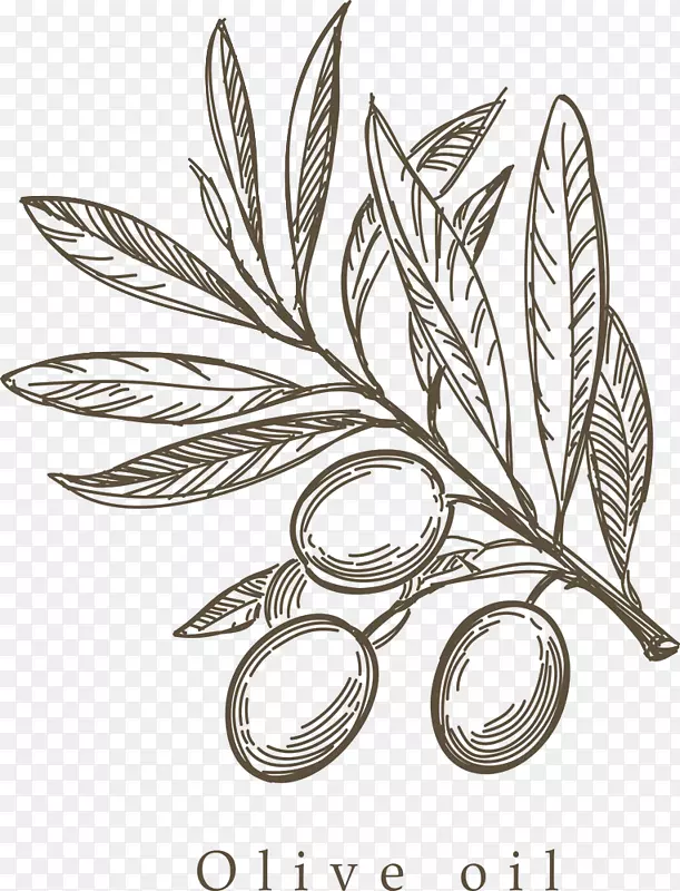 地中海菜橄榄素描手绘橄榄枝
