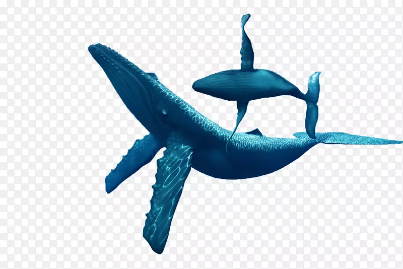 海豚须鲸驼背鲸动物鲸鱼材料