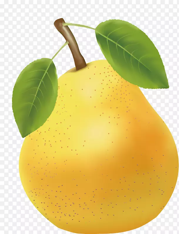 亚洲梨柑橘朱诺-一种梨在无花果。