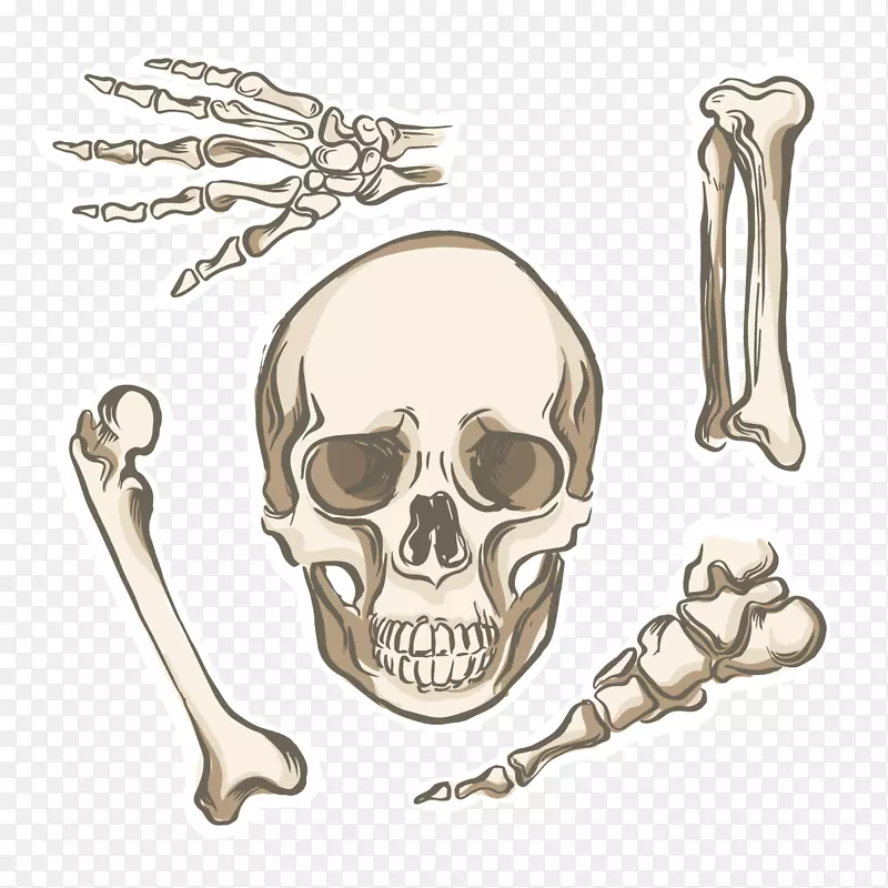 骨骼人体解剖颅骨