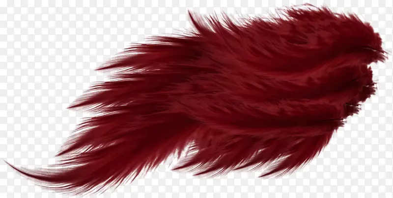 红色羽毛翅膀-美丽的红色羽毛