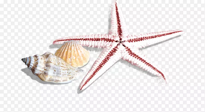 海星海螺海星