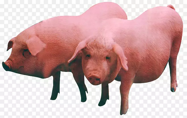 大白猪杜洛克猪中白肉牛家畜-猪
