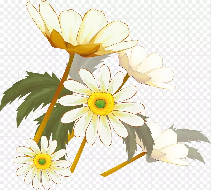 菊花xd7花茶牛眼雏菊