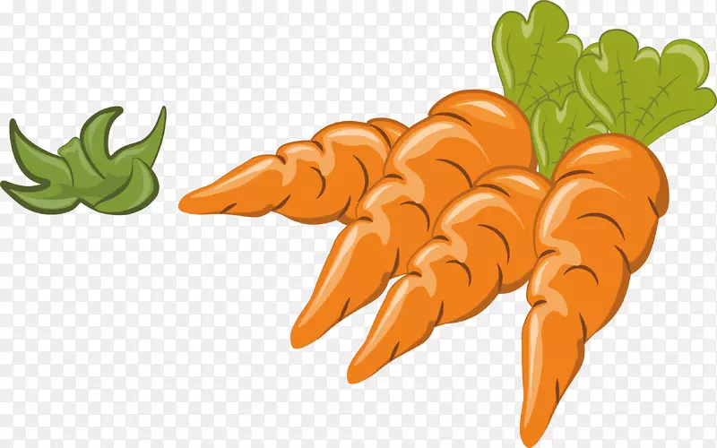 胡萝卜蔬菜插图-四个胡萝卜