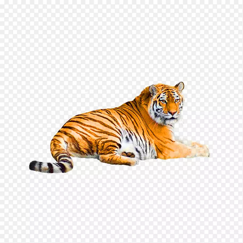 西伯利亚虎，孟加拉虎，马来亚虎，猫，白虎