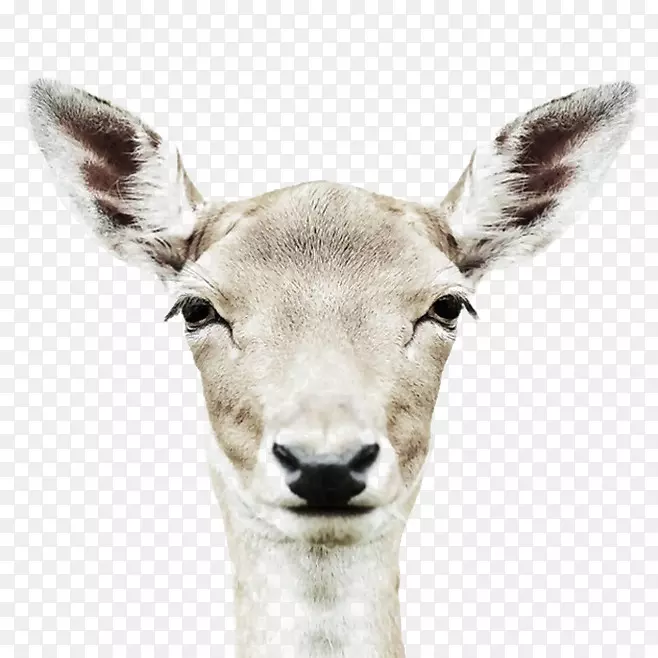 动物肖像-鹿肖像摄影