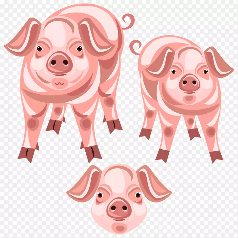 猪鼻夹艺术-猪