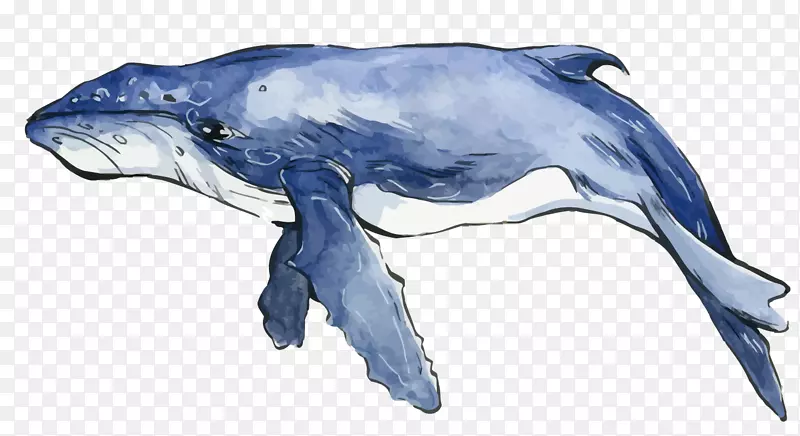 海豚水彩画鲸鱼蓝水彩鲸