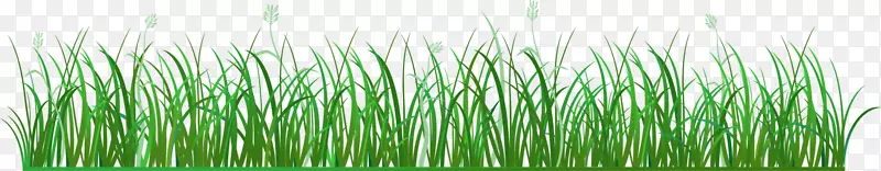 香根草，甜草，绿草，草，绿草
